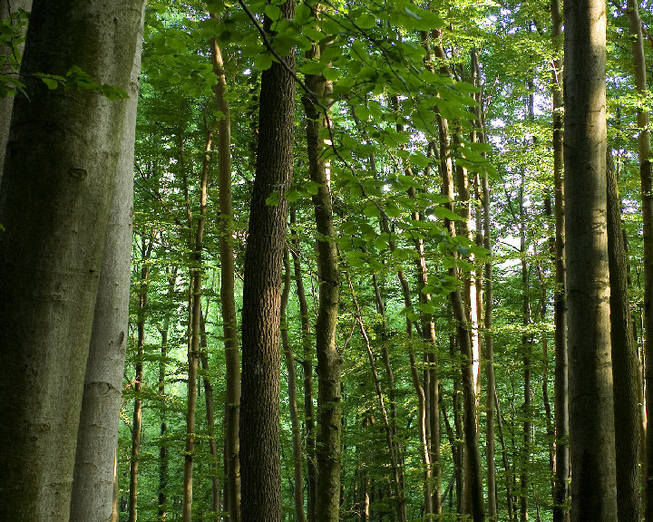 forrest timelapse