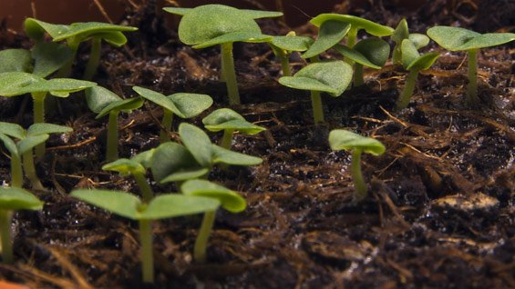 Timelapse of basil growing