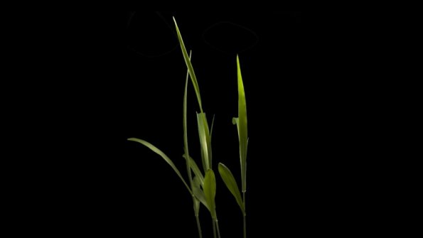 Timelapse corn growing