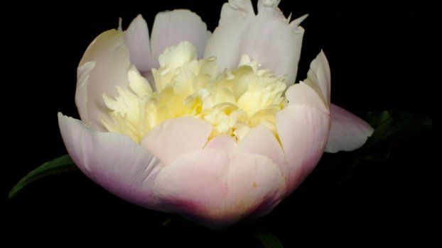 Timelapse peony