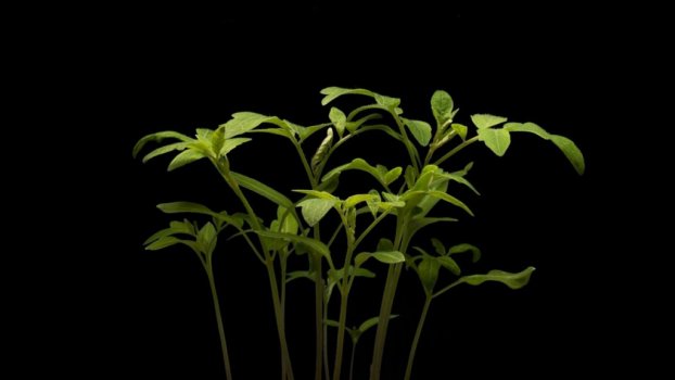 Tomato plant timelapse