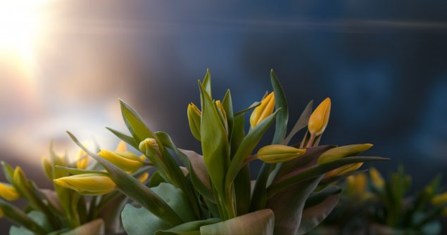 Tulip spring timelapse