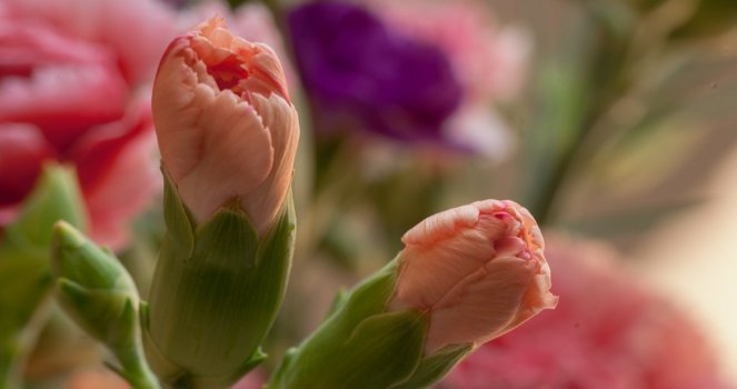 Time Lapse Makro blooming flower