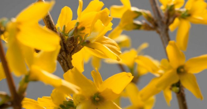 Time lapse forsythia bloom