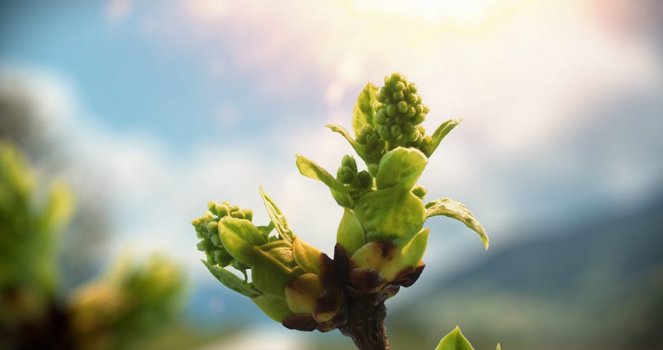 Timelapse Syringa but opening