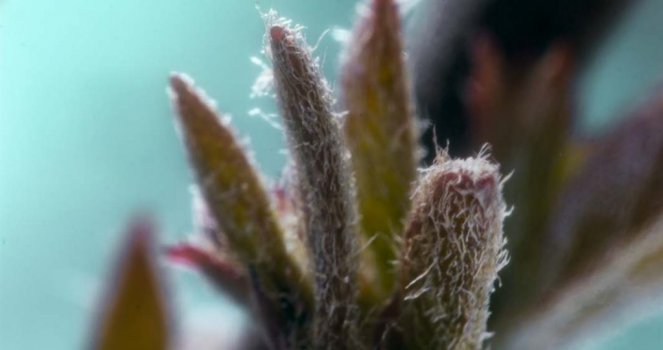 Makro Timelapse of a leave growing