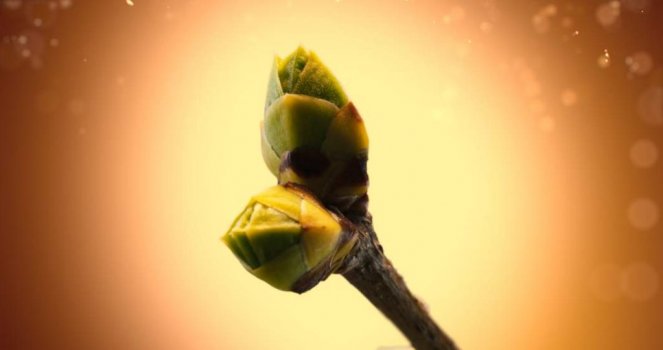 Timelapse of a bud