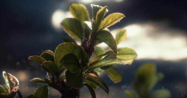 Timelapse Cotoneaster growing