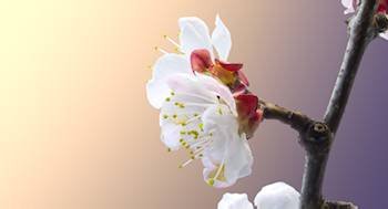 Timelapse Apricot blossom