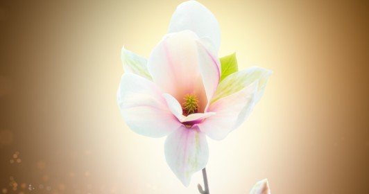 Timelapse magnolia blossom