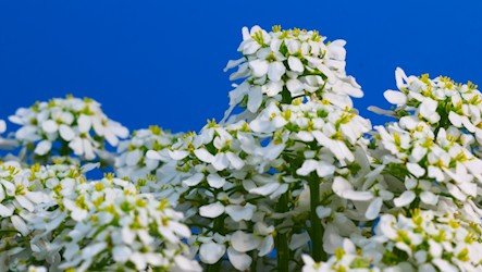 Timelapse white flowers