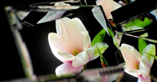 Timelapse magnolia in mirror
