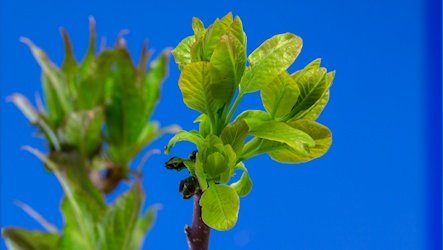 Timelapse macro bud opening bluescreen