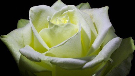 Timelapse white rose