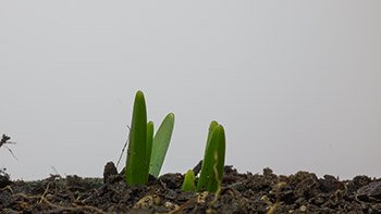 Timelapse snowdrop growing