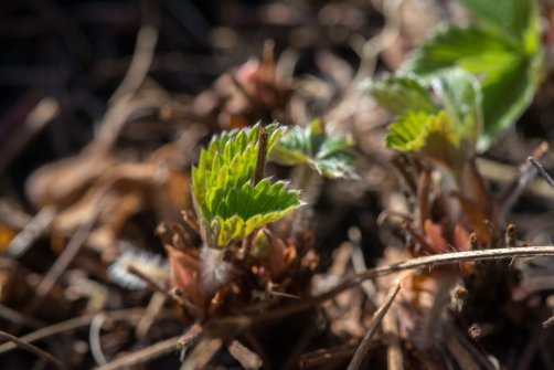 00338_OpenfootageNET_PhotosSpring_JPG0001