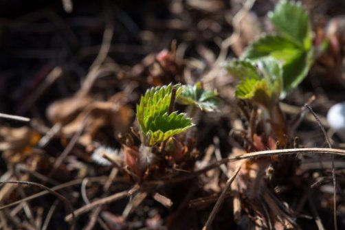 00338_OpenfootageNET_PhotosSpring_JPG0002