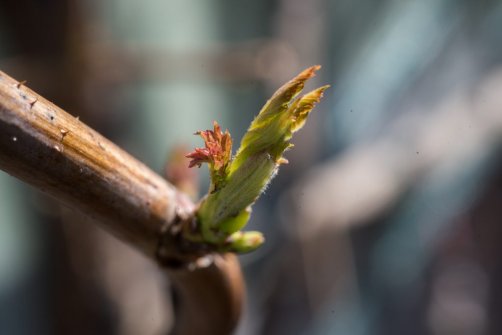 00338_OpenfootageNET_PhotosSpring_JPG0003