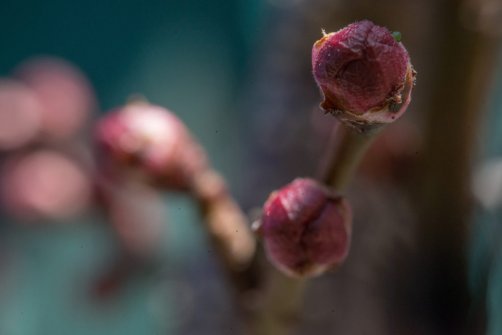 00338_OpenfootageNET_PhotosSpring_JPG0004