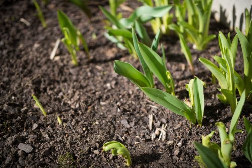 00338_OpenfootageNET_PhotosSpring_JPG0006