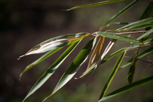 00338_OpenfootageNET_PhotosSpring_JPG0007