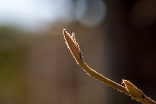 00338_OpenfootageNET_PhotosSpring_JPG0009