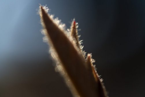 00338_OpenfootageNET_PhotosSpring_JPG0010