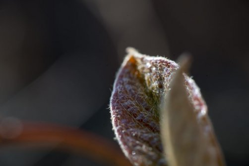 00338_OpenfootageNET_PhotosSpring_JPG0011