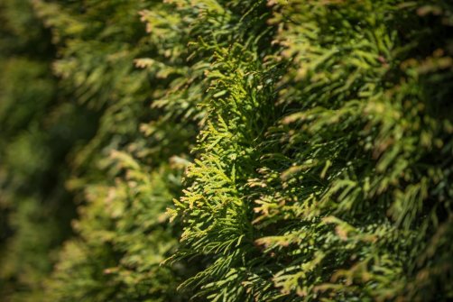 00338_OpenfootageNET_PhotosSpring_JPG0012