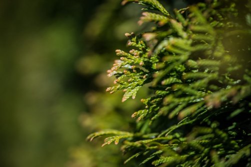 00338_OpenfootageNET_PhotosSpring_JPG0014