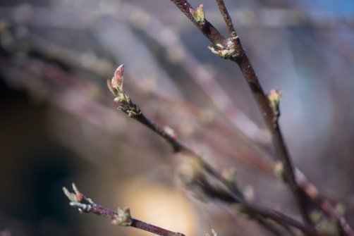 00338_OpenfootageNET_PhotosSpring_JPG0015