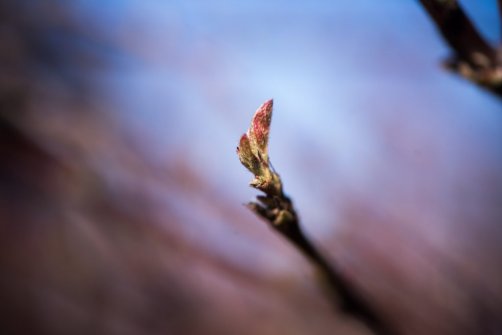 00338_OpenfootageNET_PhotosSpring_JPG0016