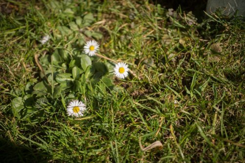 00338_OpenfootageNET_PhotosSpring_JPG0018