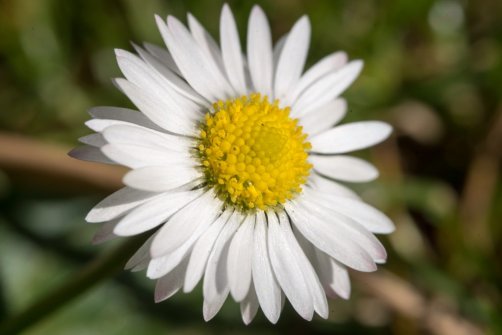 00338_OpenfootageNET_PhotosSpring_JPG0020