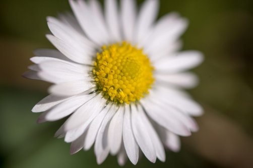 00338_OpenfootageNET_PhotosSpring_JPG0021