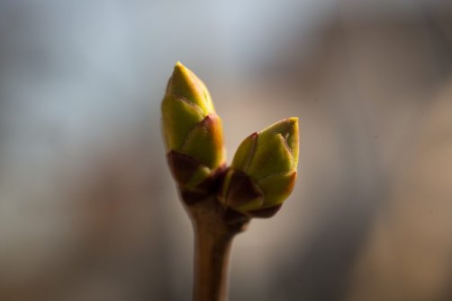 00338_OpenfootageNET_PhotosSpring_JPG0022