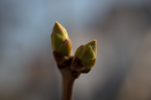 00338_OpenfootageNET_PhotosSpring_JPG0023