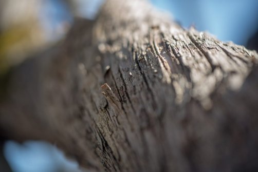 00338_OpenfootageNET_PhotosSpring_JPG0026