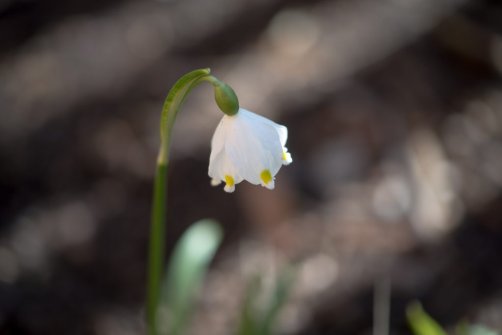 00338_OpenfootageNET_PhotosSpring_JPG0027