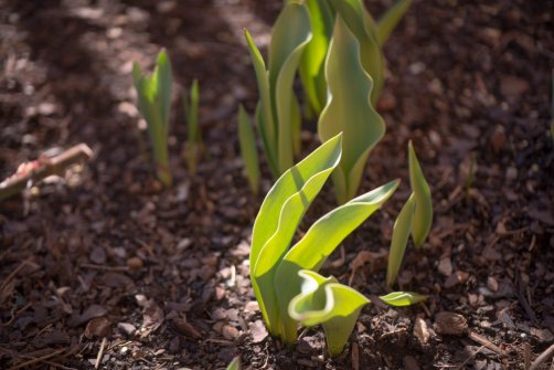 00338_OpenfootageNET_PhotosSpring_JPG0031