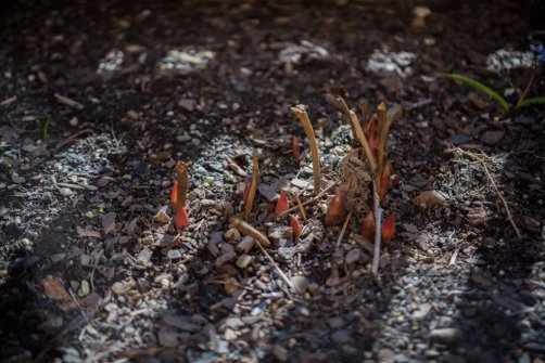 00338_OpenfootageNET_PhotosSpring_JPG0032