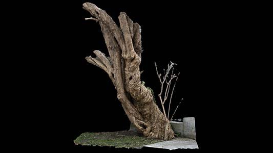 Asset 3dscan syringa tree