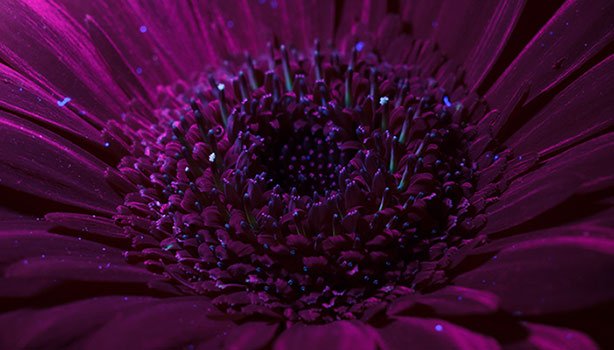 Timelapse flower UV light timelapse