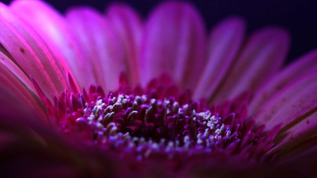 Timelapse flower UV light timelapse II