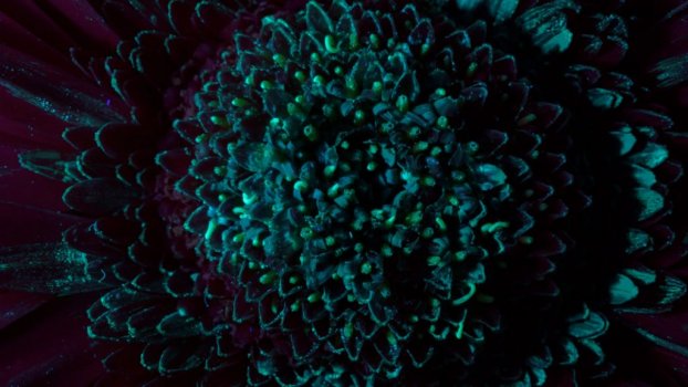 Timelapse macro UV light flower