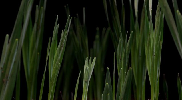 Timelapse growing snowdrops