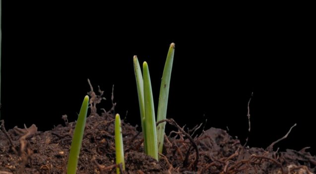 Timelapse snowdrops makro