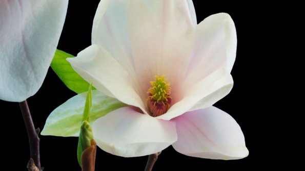 Timelapse magnolia