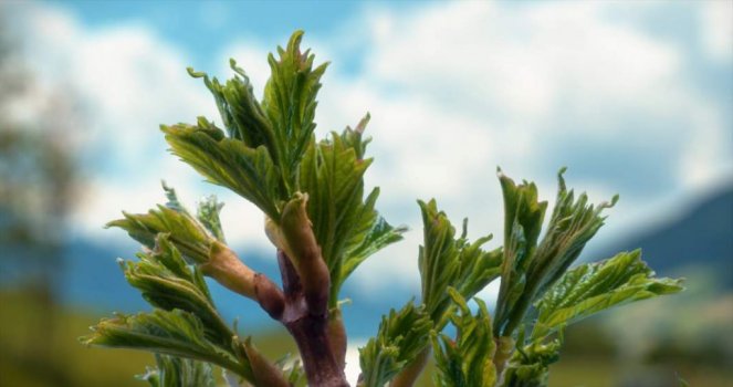 Timelapse leaf bud grow