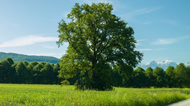 Bigtree in Motion